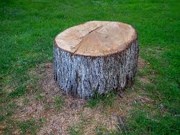 Tree and Shrub Care in Landen, OH