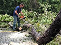 How Our Tree Care Process Works  in  Landen, OH