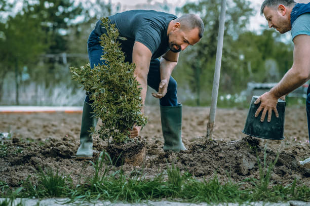 Reliable Landen, OH Tree Services Solutions
